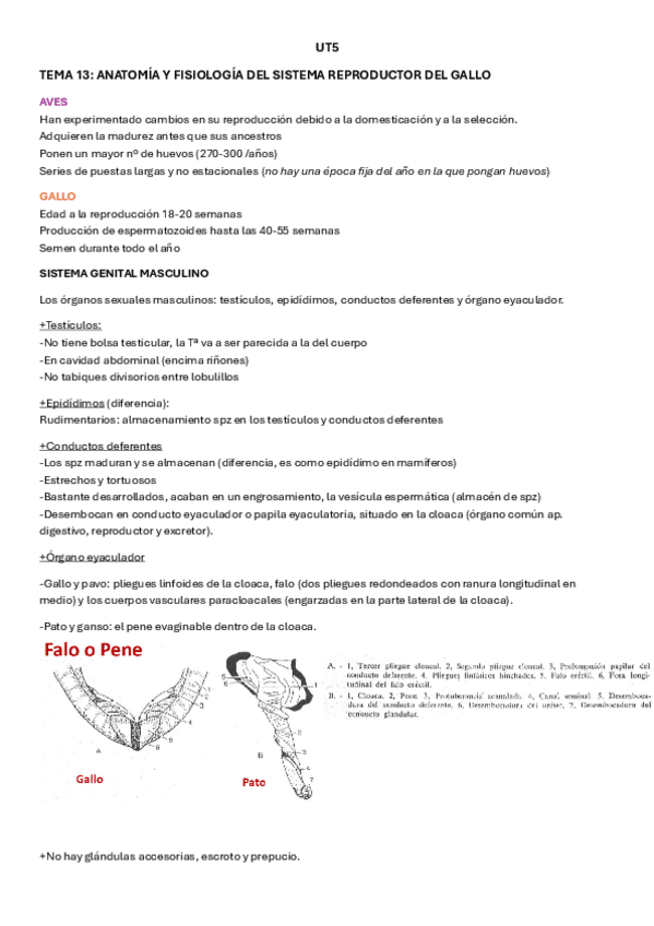 Miniatura del documento UT5.pdf
