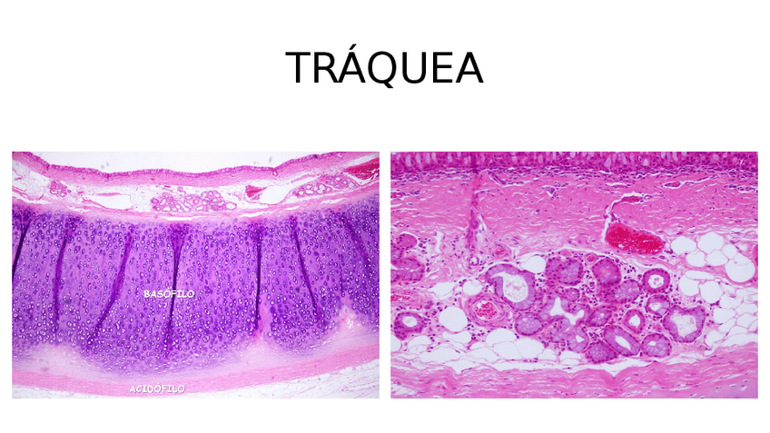 Miniatura del documento PRACTICAS-COMPLETAS-IMAGENES.pptx