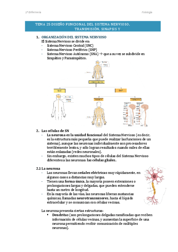 Miniatura del documento FISIOLOGIA-SEGUNDO-CUATRIMESTRE-COMPLETO.pdf