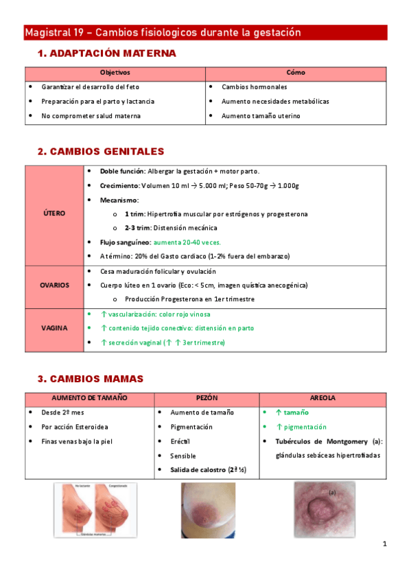 Miniatura del documento Magistral-19-canvis-fisiologis-embaras.pdf