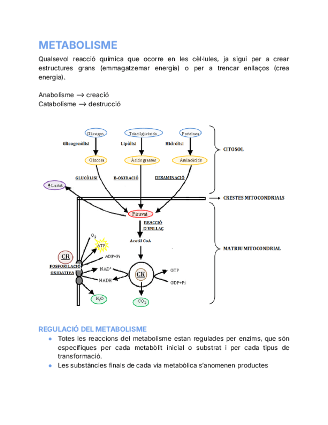 Miniatura del documento METABOLISME.pdf