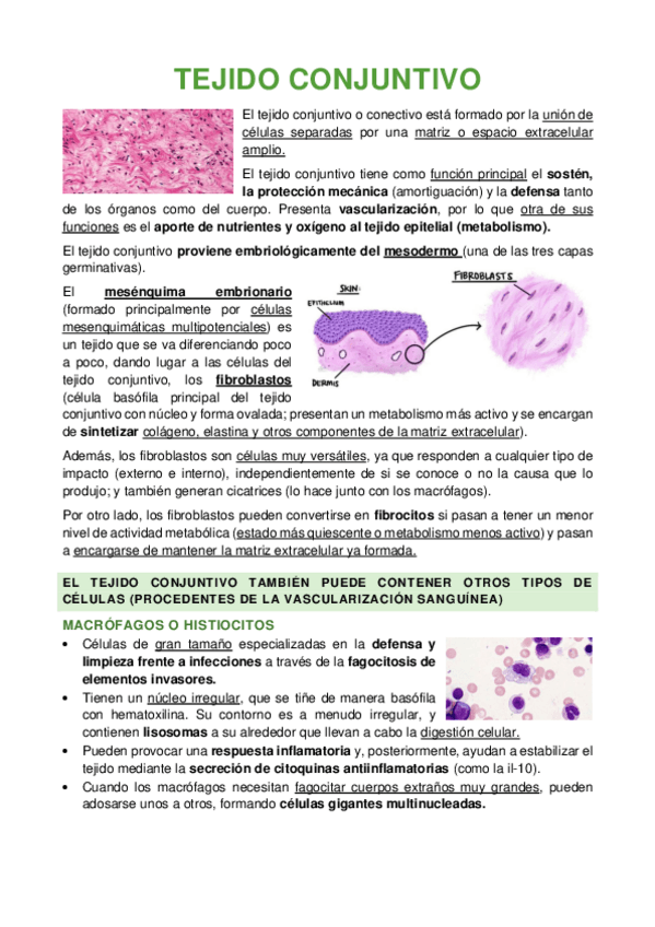 Miniatura del documento TEJIDO-CONJUNTIVO.pdf