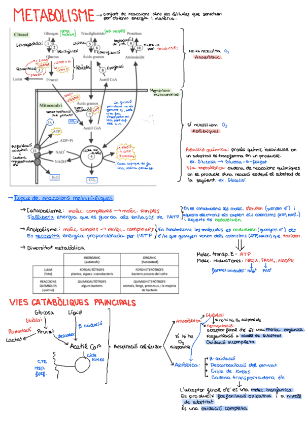 Miniatura del documento Metabolisme-Selectivitat-20205.pdf