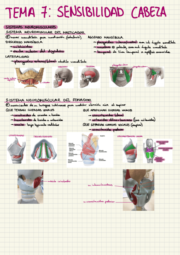 Miniatura del documento apuntes-anato-tema-7-2025.pdf