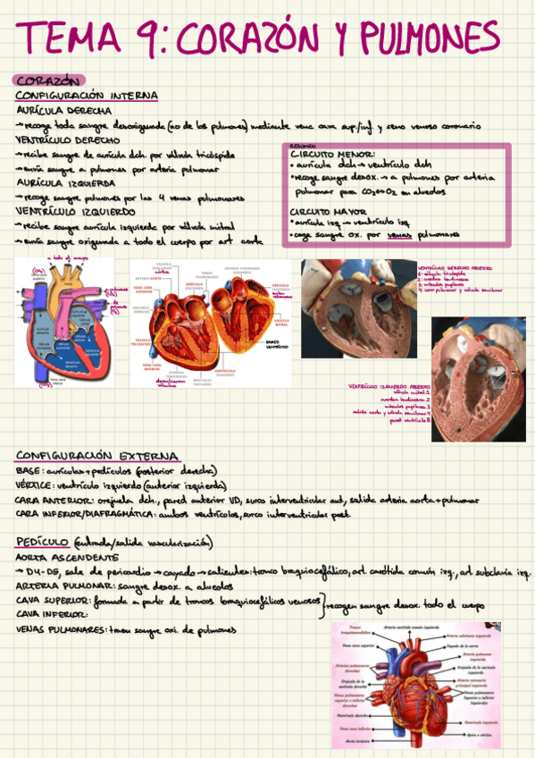 Miniatura del documento apuntes-anato-tema-9-2025.pdf