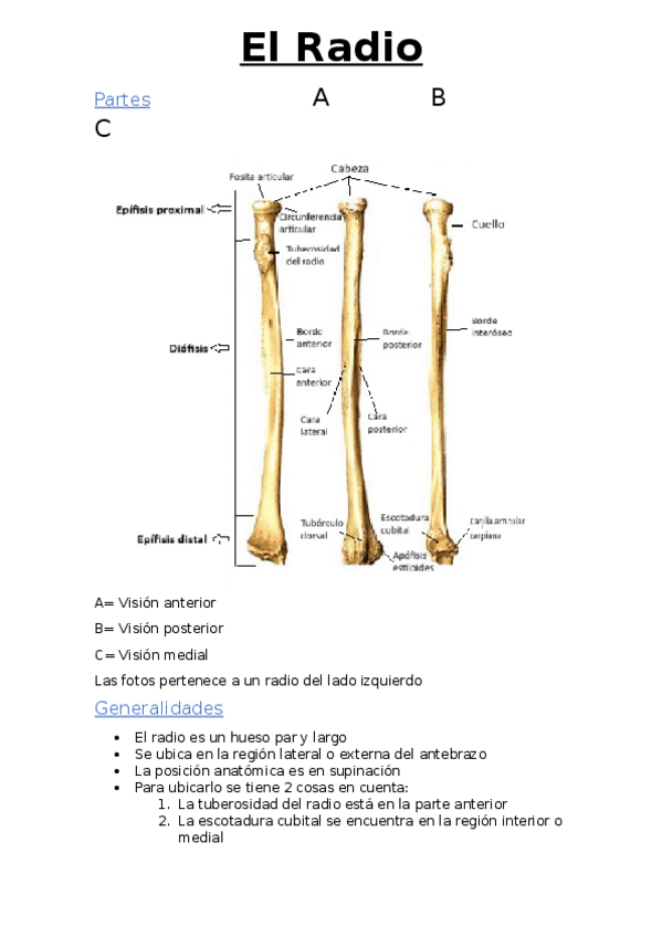 Miniatura del documento Guia-practica-del-RADIO.docx