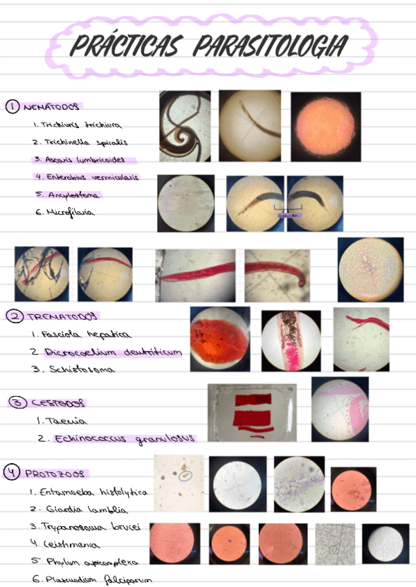 Miniatura del documento Practicas-Parasitologia.pdf