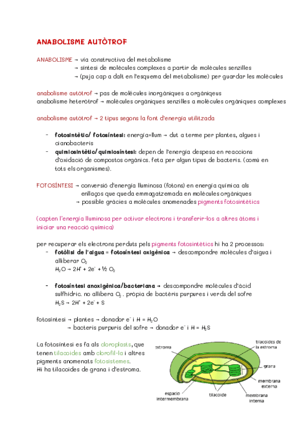 Miniatura del documento ANABOLISME-AUTOTROF-1.pdf
