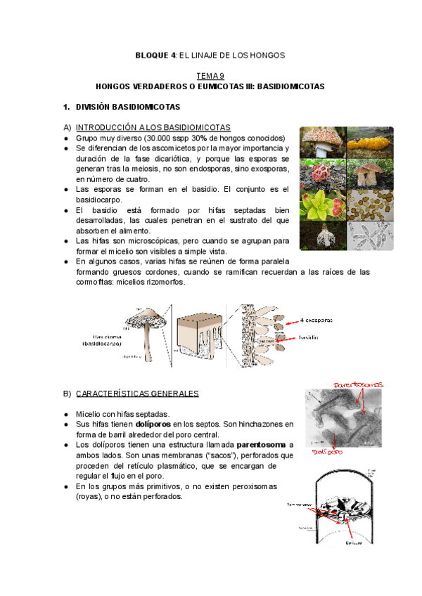 Miniatura del documento T9-BOTANICA-I.pdf
