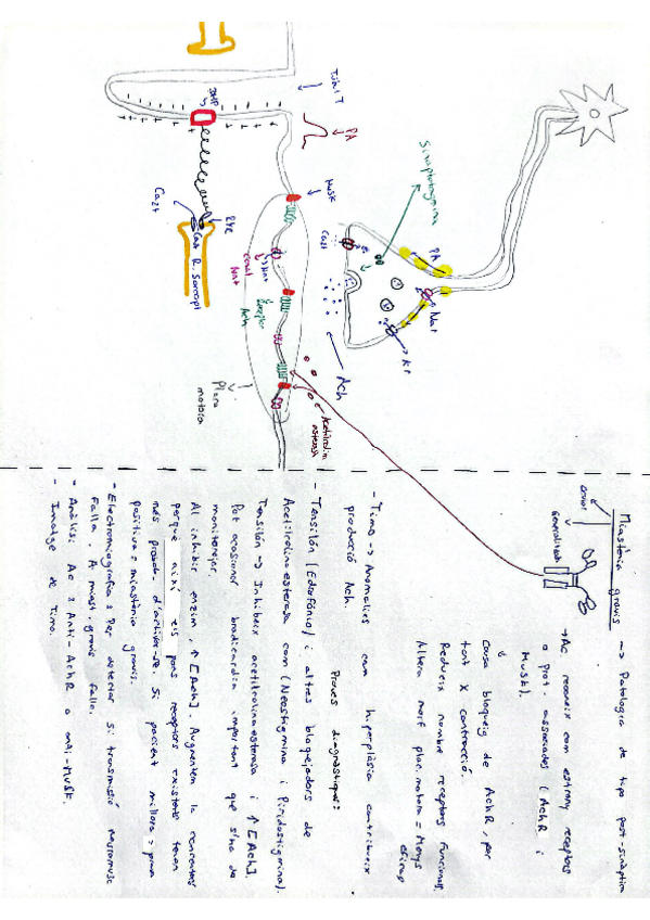 Miniatura del documento ACC3-resum.pdf