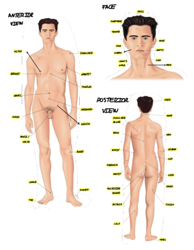 Miniatura del documento Ingles-l-apuntes.pdf