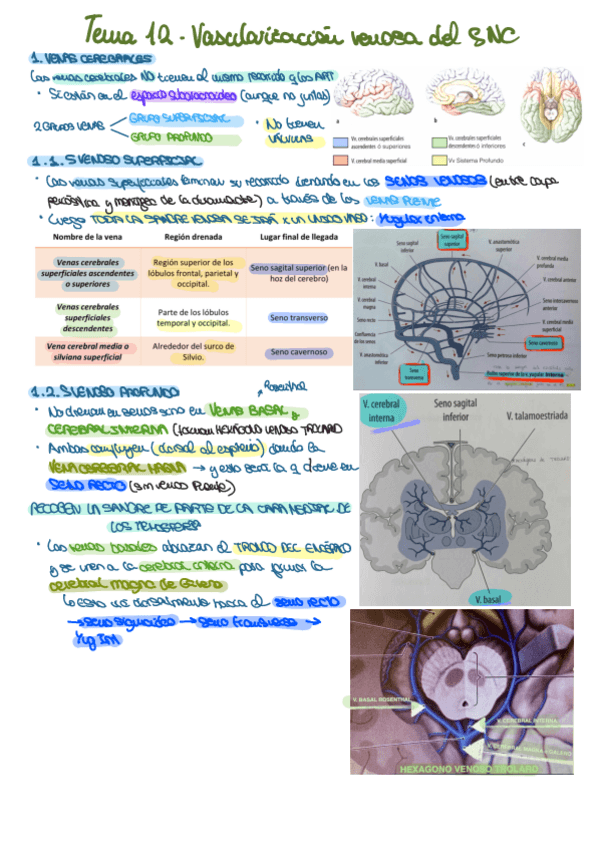 Miniatura del documento TEMA-12-VASCULARIZACION-VENOSA-DEL-SNC.pdf
