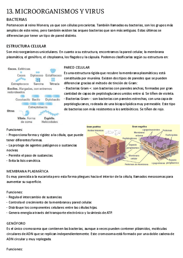 Miniatura del documento 13.-MICROORGANISMOS-Y-VIRUS.pdf