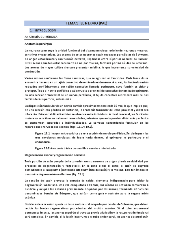 Miniatura del documento TEMA-5.-El-nervio.pdf