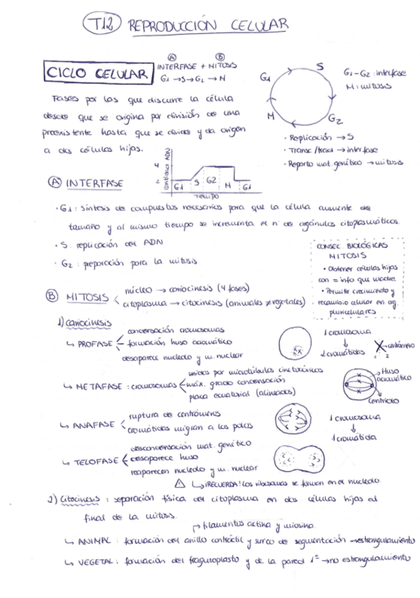 Miniatura del documento Apuntes-Tema-Escrito-MitosisyMeiosis.pdf