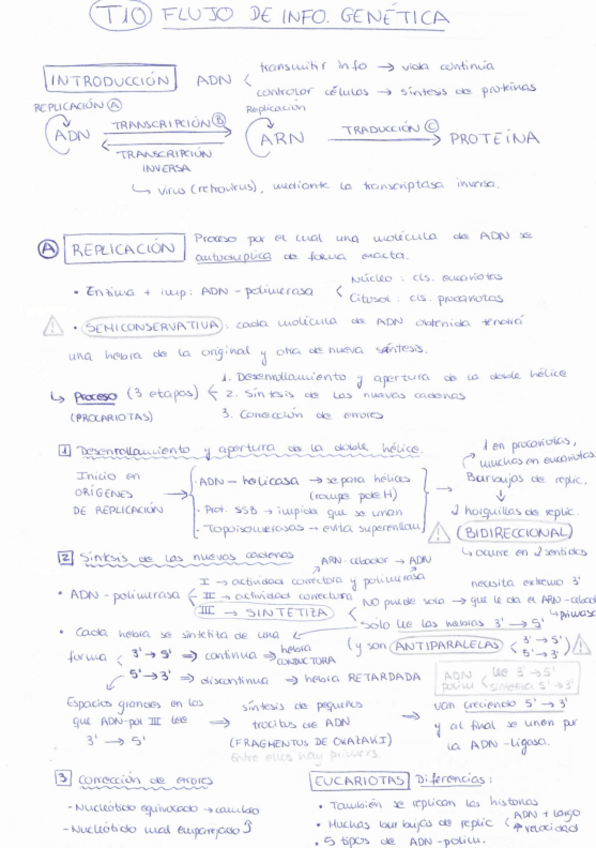Miniatura del documento Apuntes-Tema-Escrito-FlujoInfoGenetica.pdf