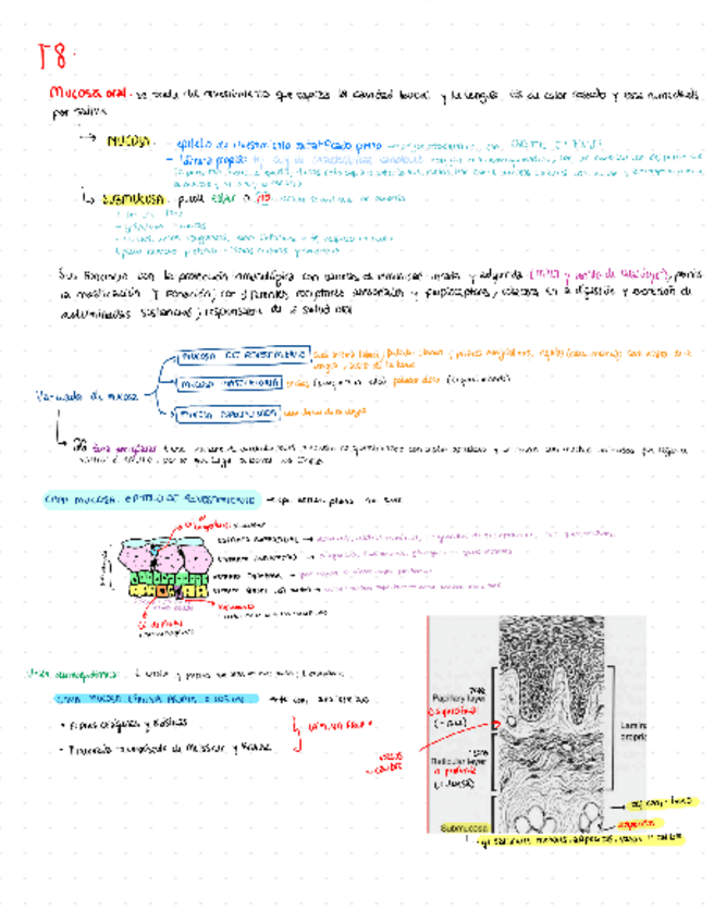 Miniatura del documento T8-T12-digestivo.pdf