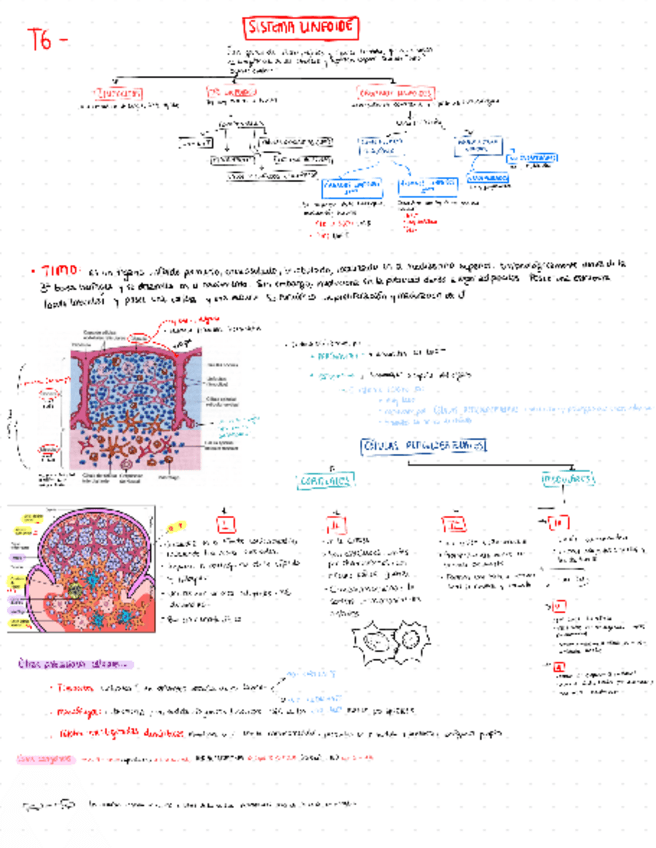 Miniatura del documento T6T7-linfatico.pdf