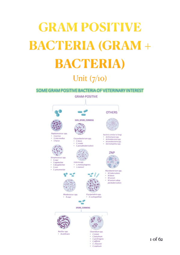 Miniatura del documento Micro-Gram+ bacteria-English-notes.pdf.pdf