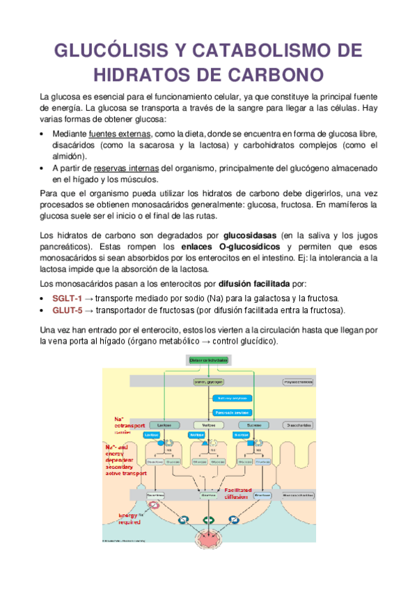 Miniatura del documento GLUCOLISIS-Y-CATABOLISMO-DE-HIDRATOS-DE-CARBONO-1.pdf