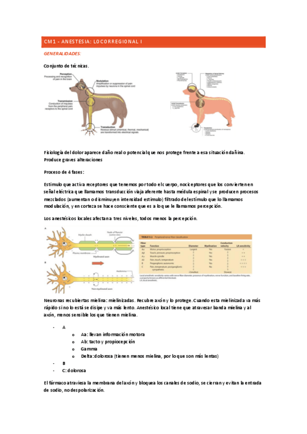 Miniatura del documento ANESTESIA.pdf