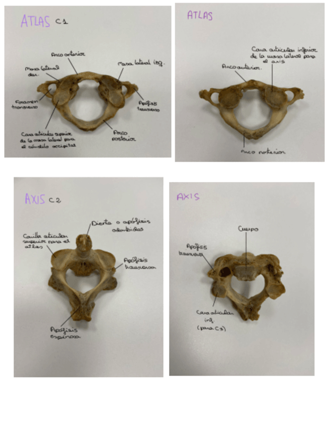 Miniatura del documento practicas-embrio-COLUMNA.pdf