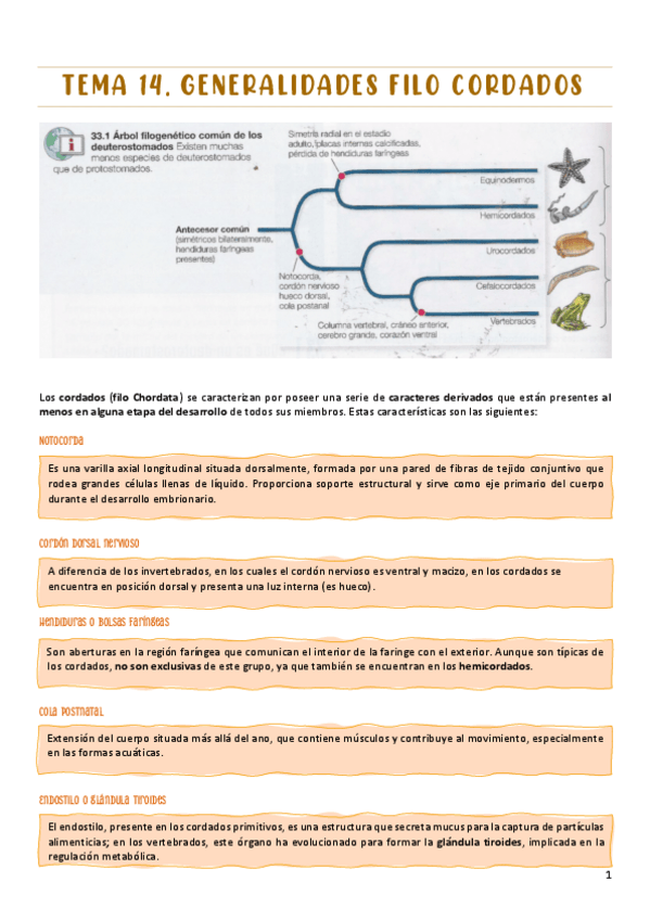 Miniatura del documento TEMA-14.-generalidades-cordados.pdf