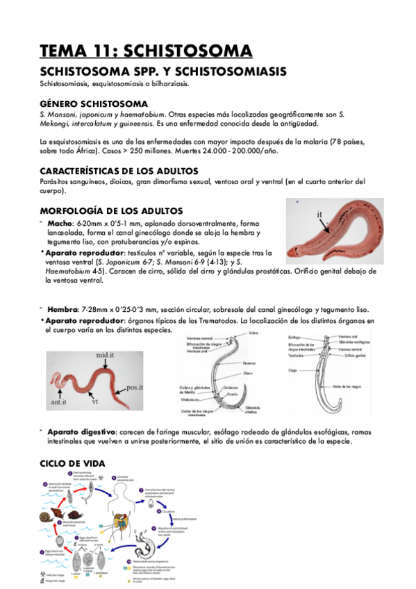 Miniatura del documento TEMA-11-SCHISTOSOMA.pdf