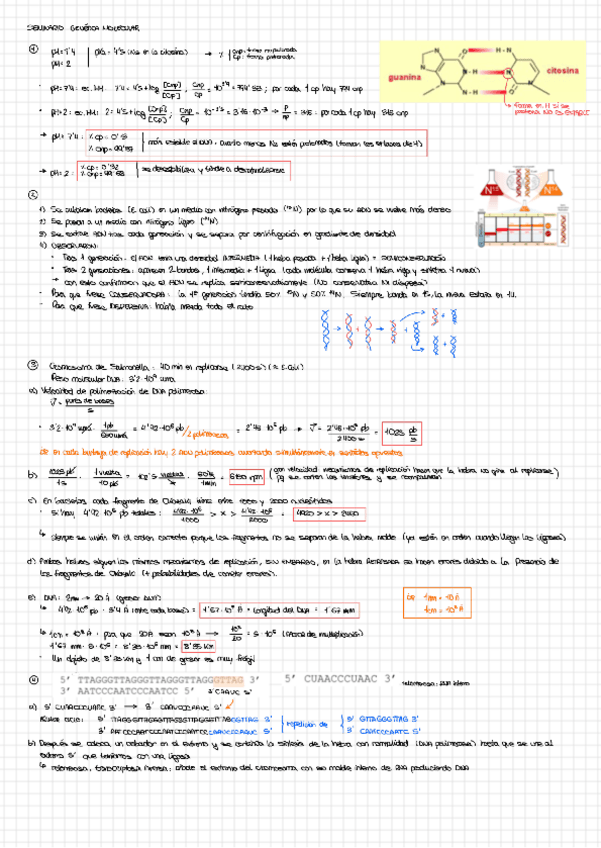 Miniatura del documento Seminario-III-genetica-molecular.pdf