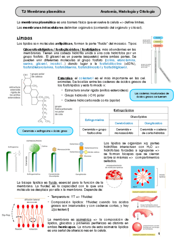Miniatura del documento T.2-Membrana-plasmatica.pdf