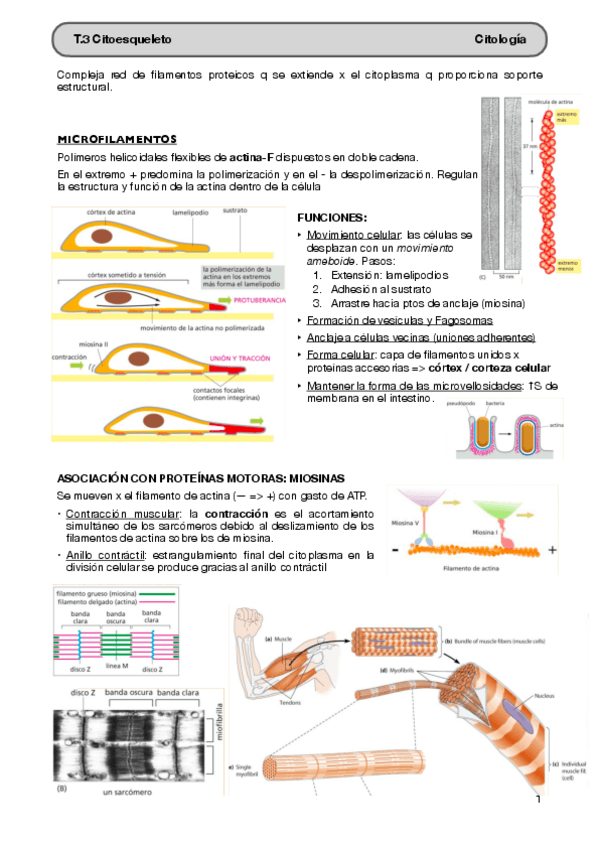 Miniatura del documento T.3-Citoesqueleto.pdf