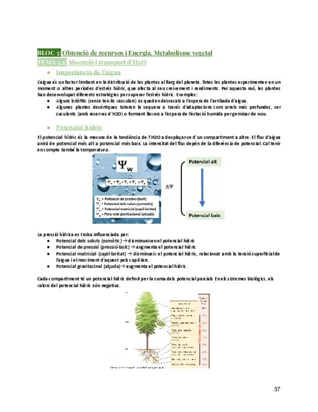 Miniatura del documento BLOC-IIIT3.2Absorcio-daigua-i-nutrientsFisiologia-Vegetalcurs25-26.pdf