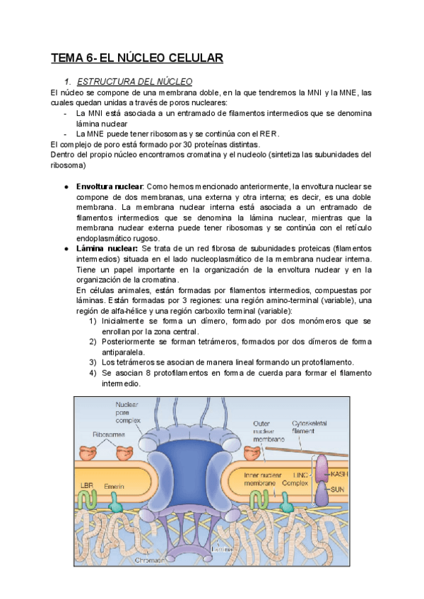 Miniatura del documento TEMA-6-BCH-I.pdf