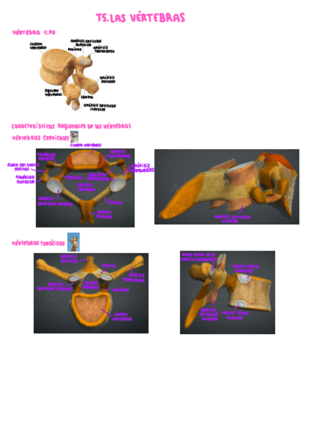 Miniatura del documento T5.-Vertebras.pdf