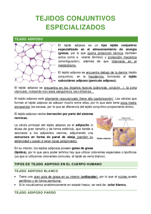 Miniatura del documento TEJIDOS-CONJUNTIVOS-ESPECIALIZADOS.pdf