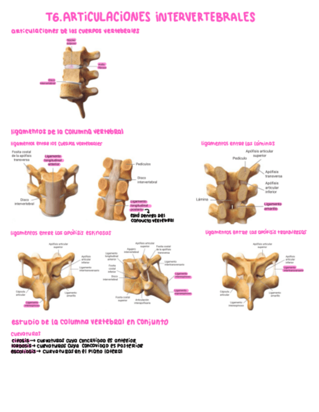 Miniatura del documento T6.-Articulaciones-intervertebrales.pdf