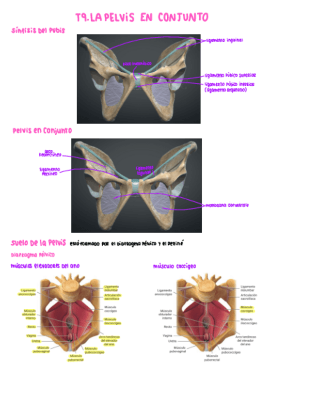 Miniatura del documento T9-la-pelvis-en-conjunto.pdf