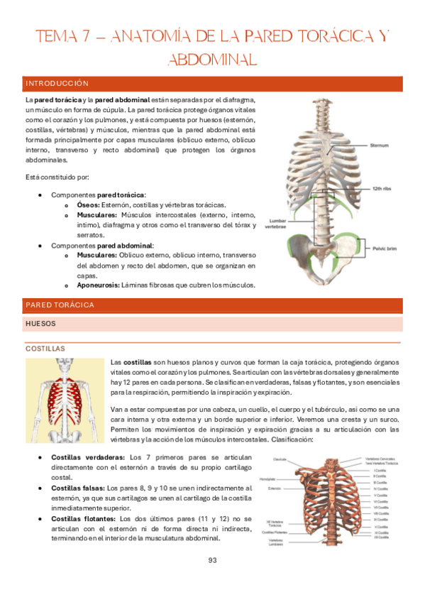 Miniatura del documento Tema-7-Estructura-y-Funcion-del-Cuerpo-Humano-I-Anatomia.pdf