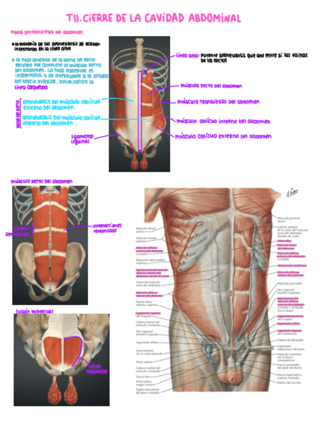 Miniatura del documento T11-cierre-de-la-cavidad-abdominal.pdf