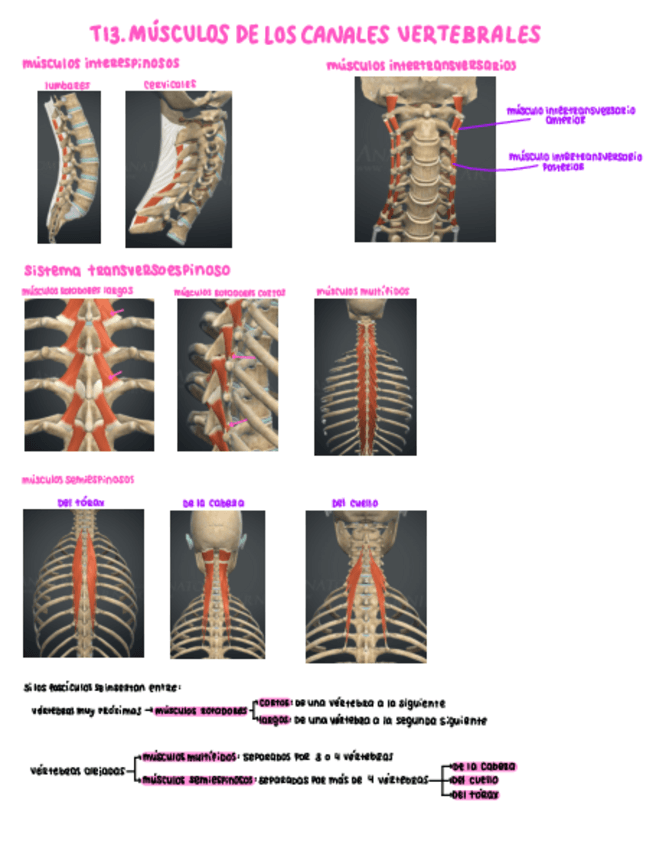 Miniatura del documento T13.-Musculos-de-los-canales-vertebrales.pdf