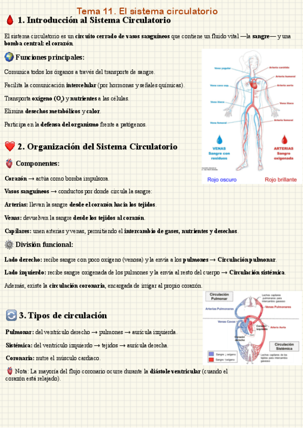 Miniatura del documento T.11-EL-SISTEMA-CIRCULATORIO.-Fisiologia-en-Psicologia.pdf