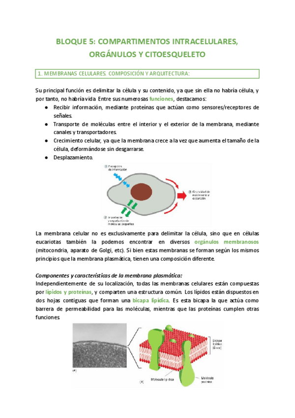 Miniatura del documento Bloque-5.-Compartimentos-intracelulares-organulos-y-citoesqueleto.pdf