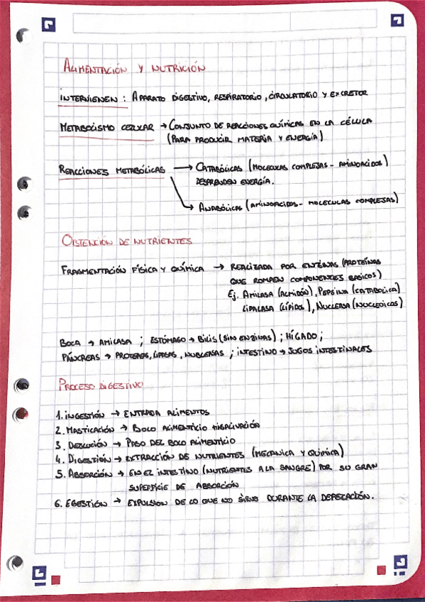 Miniatura del documento estructura-aparato-digestivo.pdf