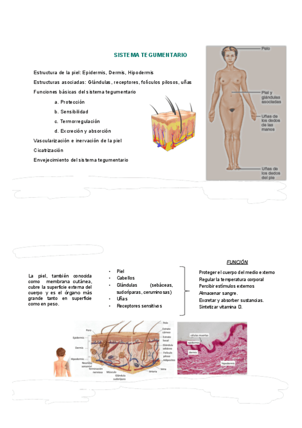 Miniatura del documento apuntes-examen-2-anatomia.pdf