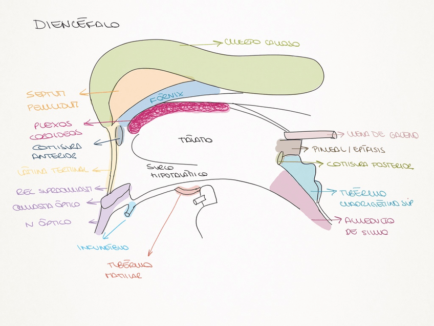 Miniatura del documento Diencefalo.pdf