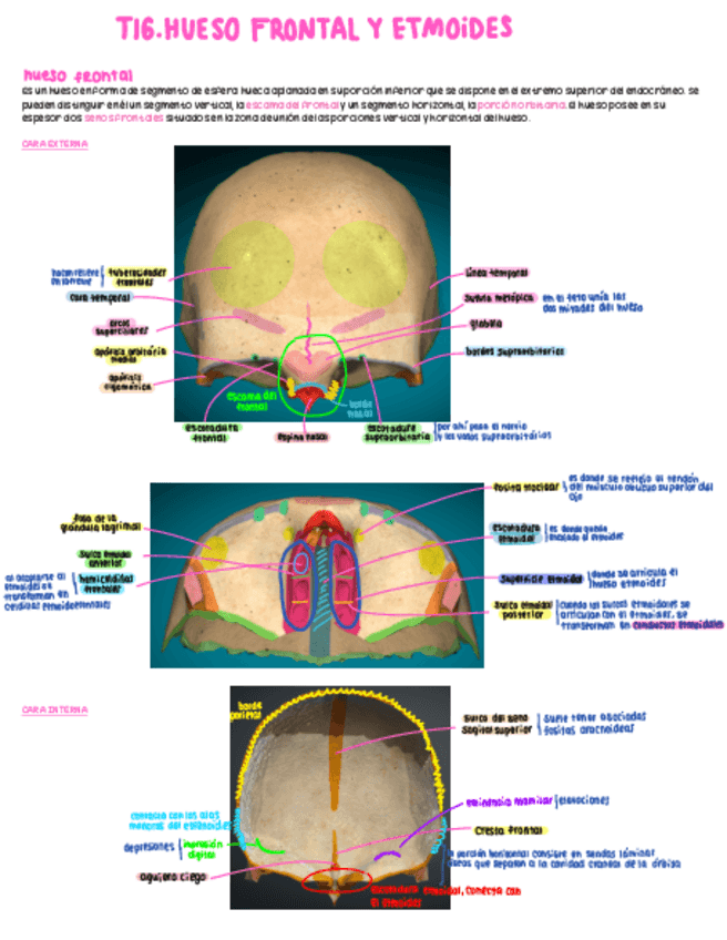 Miniatura del documento T16.-Frontal-y-etmoides.pdf