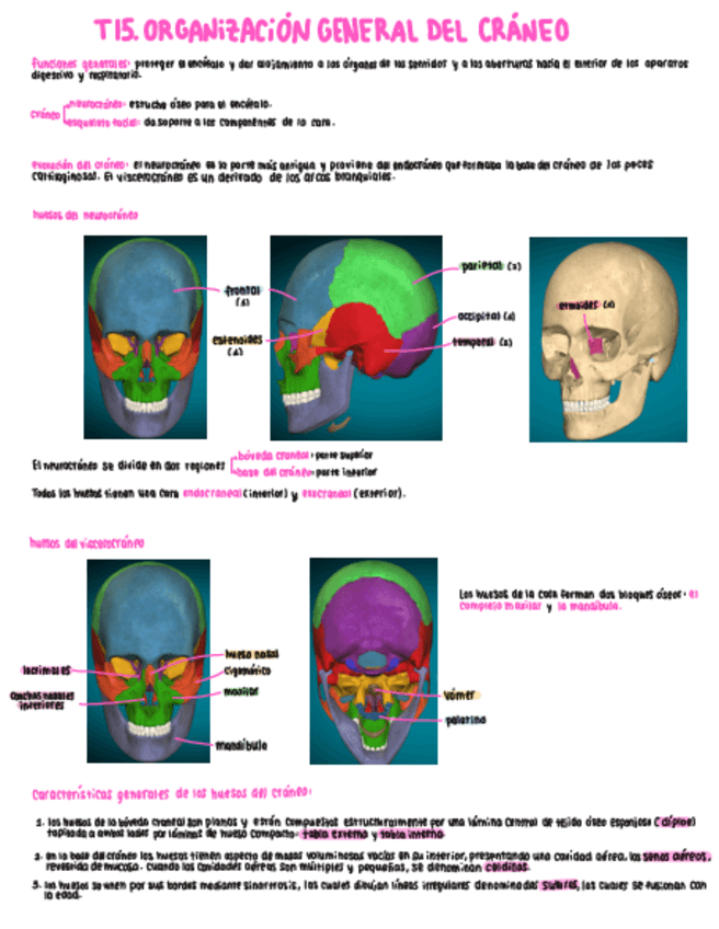 Miniatura del documento T15.-Organizacion-general-del-craneo.pdf