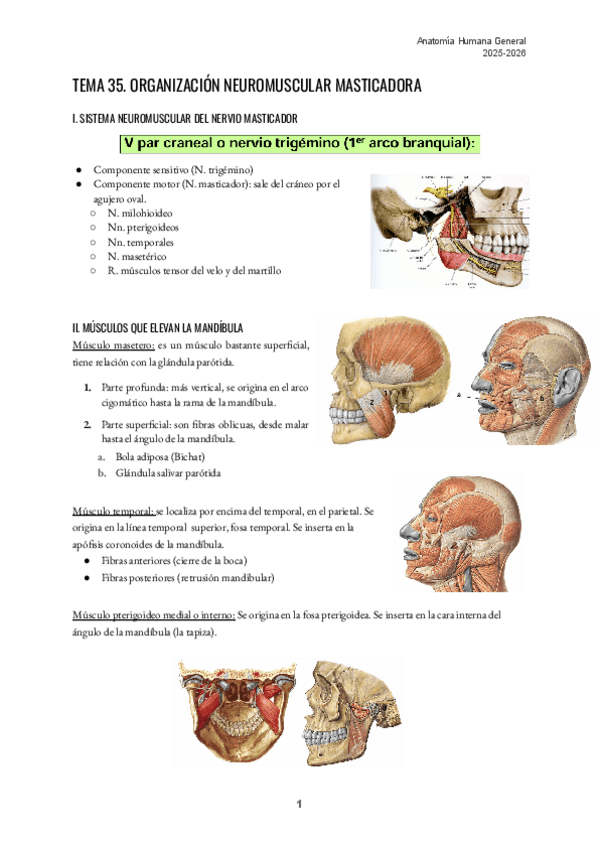 Miniatura del documento TEMA-35.-ORGANIZACION-NEUROMUSCULAR-MASTICADORA.pdf