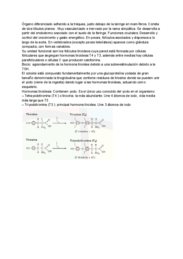 Miniatura del documento Tema-8-Glandula-Tiroide.pdf
