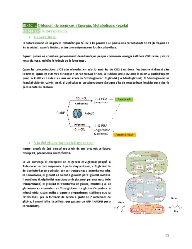 Miniatura del documento BLOC-IIIT3.6.FotorespiracioFisiologia-Vegetalcurs25-26.pdf